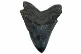 Fossil Megalodon Tooth - South Carolina #265035-1
